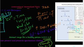 52  prothrombin time PT partial thromboplastin time PTT International normalized ratio INR [upl. by Jankell579]