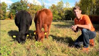 Brain Food GrassFed Beef  Its Whats for Dinner  Recipe for Happiness [upl. by Ardeahp]