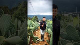 Cactus Pruning Techniques For High Yield Fruits farming agriculture satisfying [upl. by Emorej]