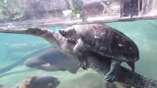 Turtle Piggybacks on a Gharial [upl. by Lenz]