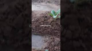 Gobi farming 2024 nature short viral [upl. by Puto518]