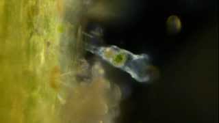 Amazing Microscopic Animals [upl. by Eniarral]