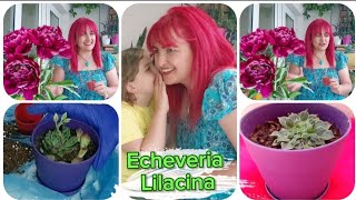 Echeveria lilacina Hiç duydunuzmu Echeveria Lilacina Sukulent Bakımı saksı değişimi nasıl yapılır🌺 [upl. by Aicella174]