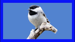 Carolina Chickadee Singing Chickadee Calling Carbonero De Carolina Canto Poecile Carolinensis [upl. by Mcknight]