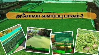 Day 15 மாடியில் அசோலா வளர்ப்பு [upl. by Naiviv]