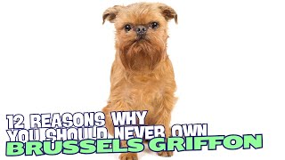 12 Reasons Why You Should Never Own a Brussels Griffon 🐾 [upl. by Andrey]