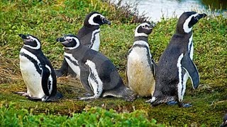 A Trip to Chiles Otway Sound Penguin Colony [upl. by Ecam]