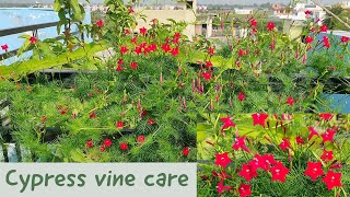 Cypress vine plant  hummingbird vine  star glory  redstarflower  cyprus vine  ganesh vel plant [upl. by Xino]