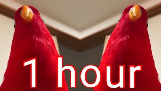 Red Bird Meme  1 Hour [upl. by Esertak732]