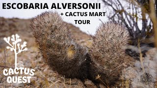 Where to hike to find cactus in California  Cactus Mart Plantnursery Tour [upl. by Neerihs]