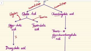 Physiology  Synthesis of bile acids [upl. by Onitrof]