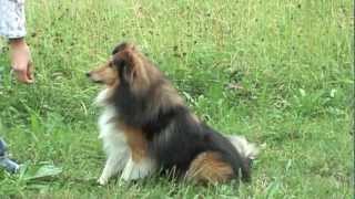 Sheltie Joy  Tricks amp Commands [upl. by Lyn]