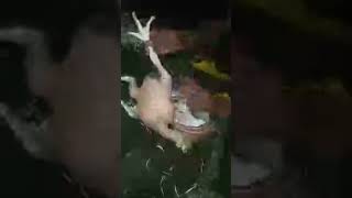 Desi Hen🐔टेस्ट jaadha saafa kiya खाने का [upl. by Luar]