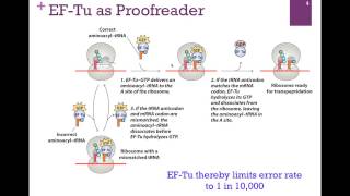 188Translation Elongation [upl. by Cleodal]