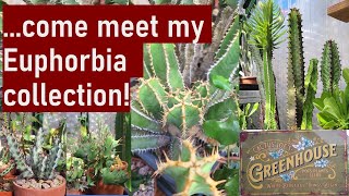 My EUPHORBIA succulent plants collection  a quick flyby introduction euphorbia succulents [upl. by Garson145]