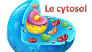 Le cytosol [upl. by Abernon]