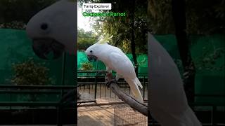 Cockatoos Parrot Dancing  Cockatoo  Parrot Talking  Bird Talking  TariqExplorer [upl. by Notnef545]