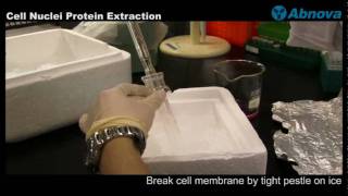 Cell Nuclei Protein Extraction [upl. by Gnuh]