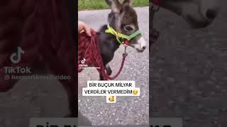 küçükken benzetildiğimiz eşek sıpası😀😀 sıpası fıstık eşekyavrusu komikvideo [upl. by Enomyar835]