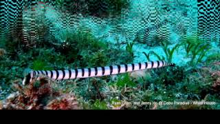 貝爾徹海蛇Belchers Sea Snake Hydrophis Belcheri [upl. by Meeka]