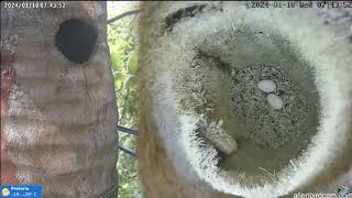 Allen Birdcam Crested barbet nest  Brodal czubaty  Para inkubuje 2 jajka🥚🍀🥚🍀 10012024 Afryka RPA [upl. by Ydniahs]