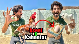 Aseel Ka Egg Kabootar K Nechy Rakh Diya 😃 [upl. by Reiner]