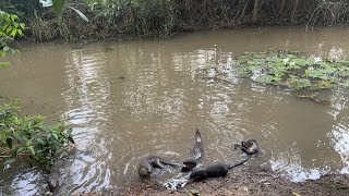 LIVE Feeding The Otters At 500 AM [upl. by Amathist]