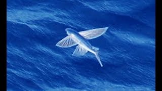 Facts The Flying Fish [upl. by Noelopan413]