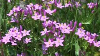 Bach Flower Remedies  Centaury [upl. by Bathesda]