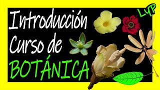 Curso de Botánica 🍃🌿 Introducción  Partes de las hojas flores y frutos 🔥 Escuela de Ecología 🌳🐻🍂 [upl. by Droffilc]