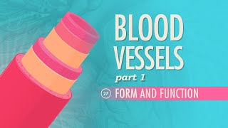 Blood Vessels Part 1  Form and Function Crash Course Anatomy amp Physiology 27 [upl. by Cathleen]