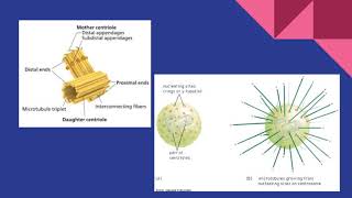 Microtubule Organizing Centers BIOS 041 [upl. by Ulrike]