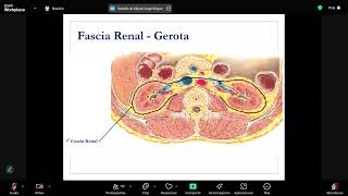 Anatomía y fisiología renal  Nefrología  sem 12 [upl. by Mcgray973]