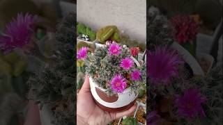 As delicadas flores da Trichodiadema Densum 🌺 [upl. by Tony943]