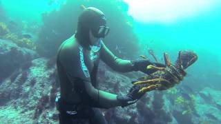 Free diving for crayfish in New Zealand [upl. by Dincolo]