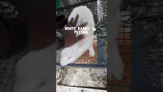 White rabbit petting 🐇 🐰 shorts rabbit bunny cuteanimals pets backyard home [upl. by Doolittle]