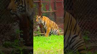 Understanding Tiger Communication Sounds and Signals [upl. by Oicnerolf]