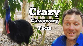 10 CRAZY Cassowary Facts You Didn’t Know [upl. by Harvie55]