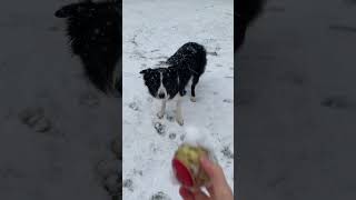 Looks like Ollie is enjoying the snow christmas snowman bordercollie cutedog puppy snowtime [upl. by Eelrahs530]