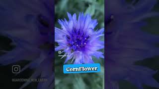 Super rare Cornflower [upl. by Ahsinhoj]