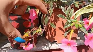 How To Grow and Care Achimenes Plant  ये प्लांट्स शेड में करते हैं ढेरों blooming [upl. by Territus]