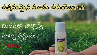 మిరపలో పూత కాత కొరకు Bayer​ Planofix  Planofix Telugu  Plant Growth Reulator  Parusavedi [upl. by Ihsar393]