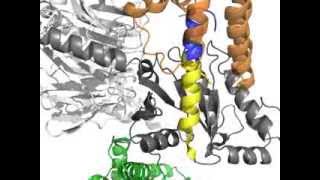 Rotation of α5 helix [upl. by Hibbert]