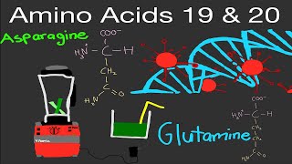 Biochemistry Amino Acids 19 and 20 Asparagine amp Glutamine Structure and Fun Facts [upl. by Paule643]