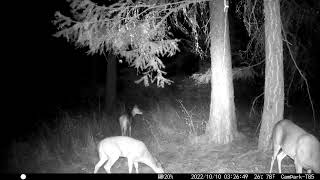 Whitetailed Deer Odocoileus virginianus in October 2022 [upl. by Tergram914]