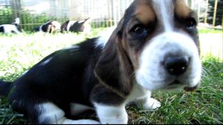 Basset Hound Puppies in HD  3 weeks old  1st time outdoors [upl. by Kiraa100]