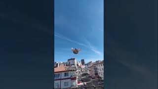 Kalkışı Güzel Maşallah guvercin oyunkuşu pigeon insta guvercinehli [upl. by Norahs360]