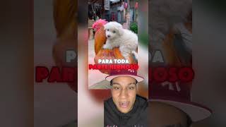 Hermoso😍 youtube mascotas animalistas perro youtubeshorts dog pets dios [upl. by Rangel]