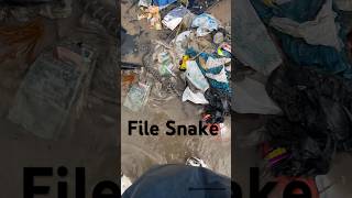 File Snake  Rescue And Release  BycatchAndAdventures animalrescue marinewildlife snakerelease [upl. by Omland]