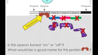 Repressible and Inducible Operons [upl. by Beattie162]